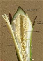  Flower (Unopened) V.S.-Apical part